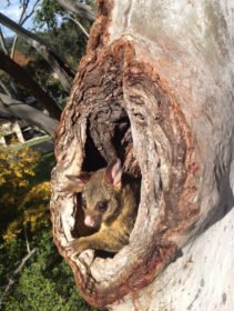 Possum