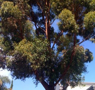 img-crown-thinning-1