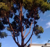 img-crown-thinning-2
