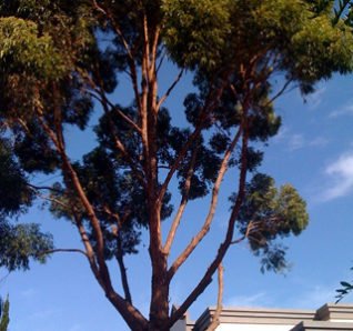 img-crown-thinning-2