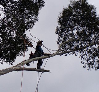 img-tree-pruning-1