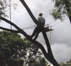 img-tree-pruning-2