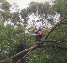 img-tree-removal-2