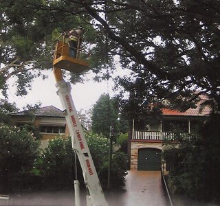 img-tree-removal-elevated
