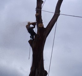 img-tree-removal-manual