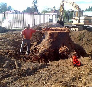 img-stump-grinding-1-old