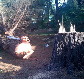 img-tree-falling