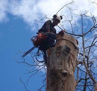 img-tree-removal-3