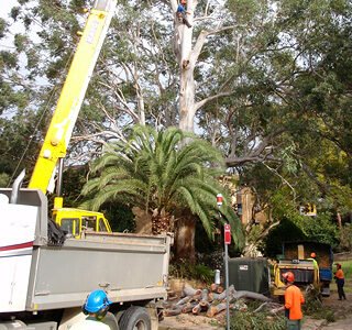 img-tree-removal-cherry-pickers