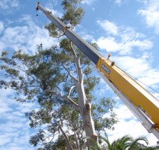 img-tree-removal-cranes