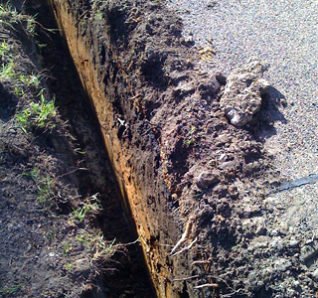 img-tree-root-1