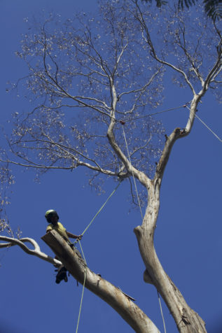 Tree Dead Wood Removal Sydney Tree Solutions
