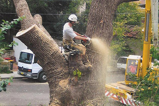 Tree Removal Services North Shore | Sydney Tree Solutions