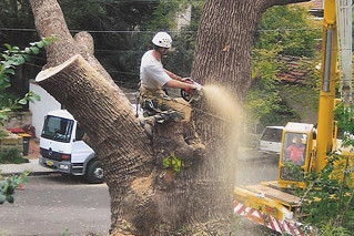 Tree Removal Services | Sydney Tree Solutions